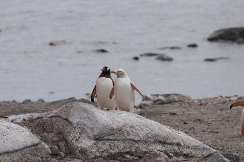 gonzales videlia leucistic plus gentoo