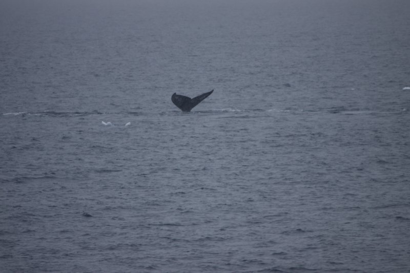  humpback whale