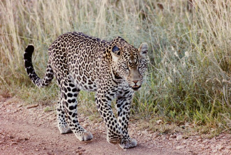leopard serengeti