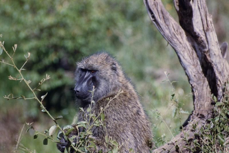 baboon serengeti