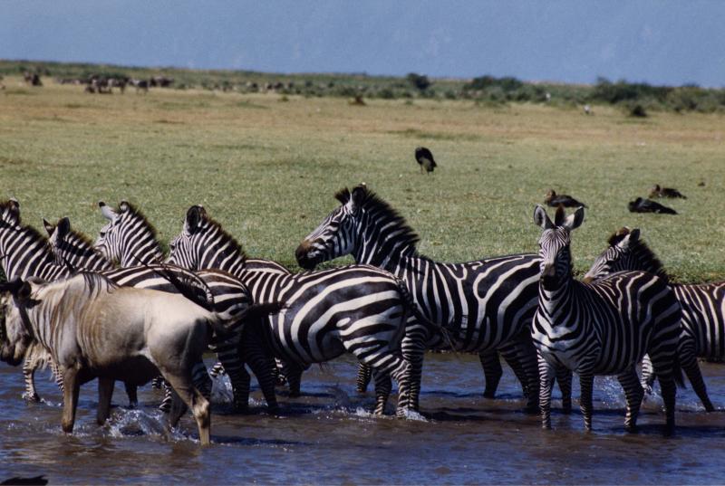 zerbras lake manyara