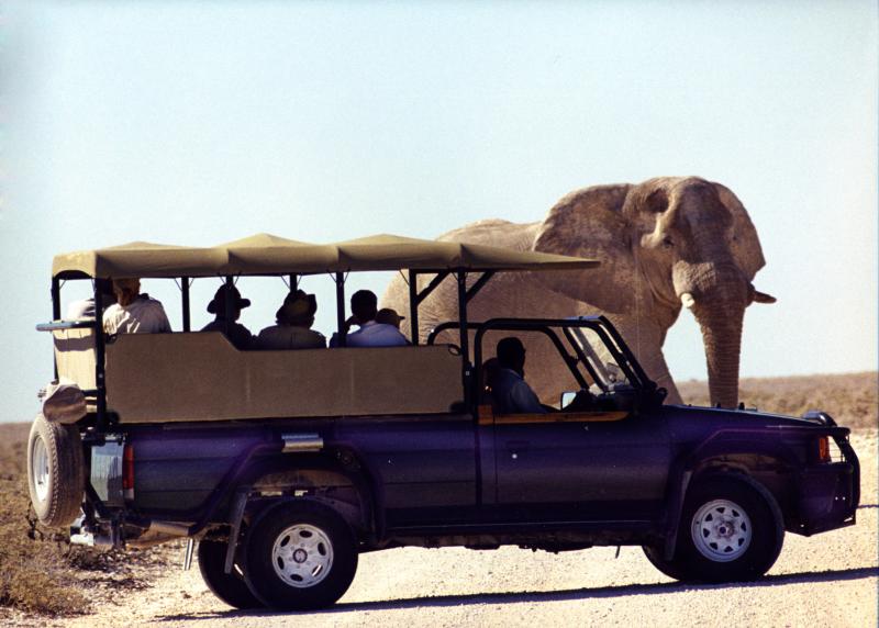 namibia  blocking elephant