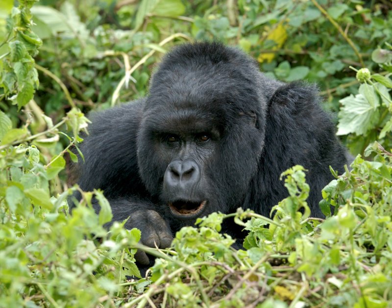 rwanda 2008 kwitonda group