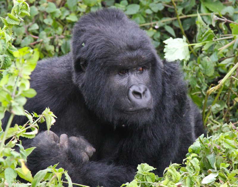 rwanda 2008 kwintonda group