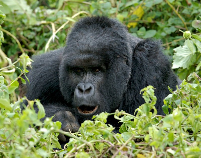 rwanda 2008 same