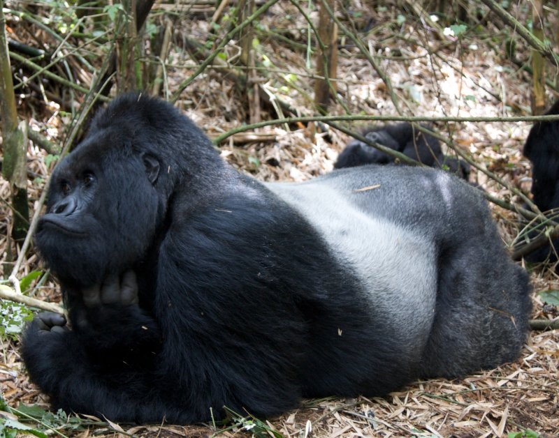 rwanda 2008 sabyinyo group guhonda
