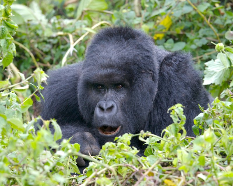 rwanda 2008 kwitonda group