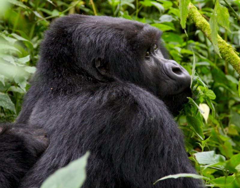 rwanda 2008 kwitonda group