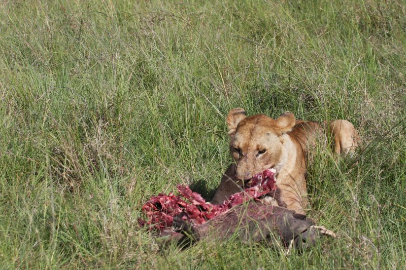 Africa 2008  hungry
