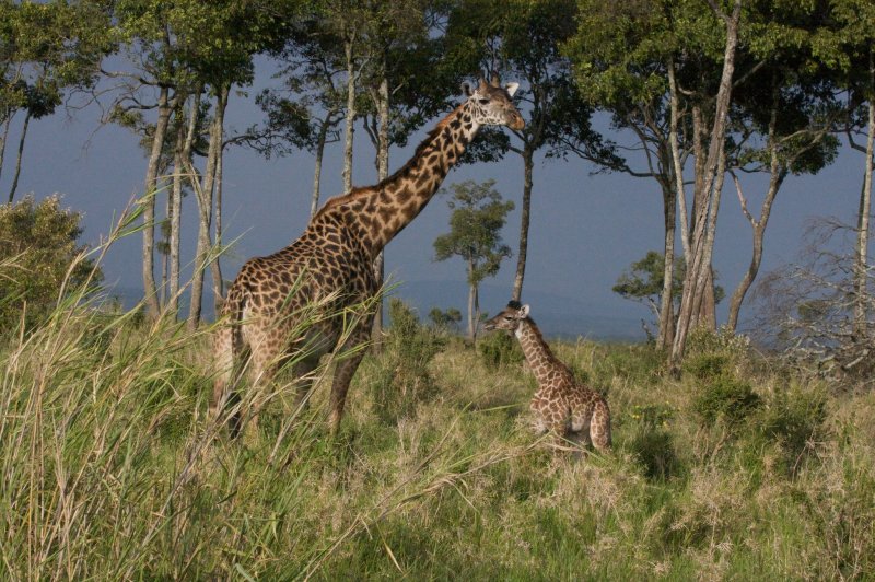 Africa 2008  mother and 1 day old
