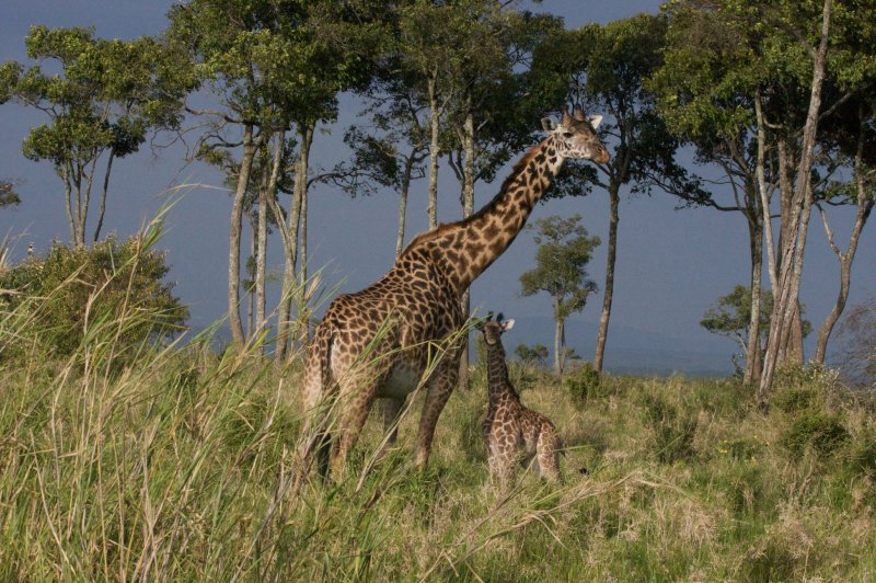 Africa 2008  same