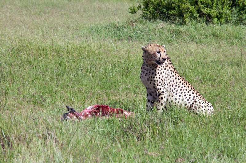 Africa 2008  hungry