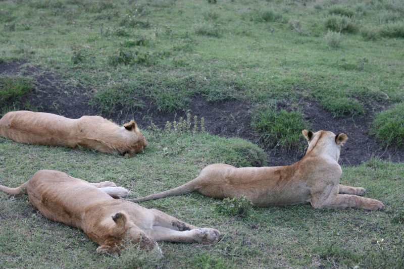 Africa 2008  well fed