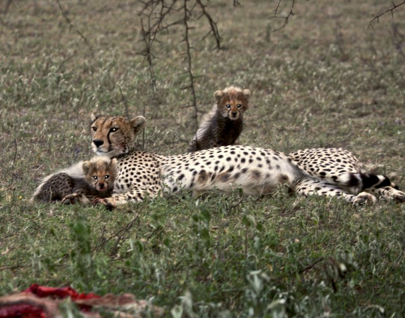 Africa 2008  babys are gorgeous