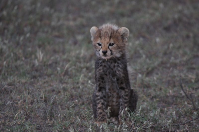 Africa 2008  baby