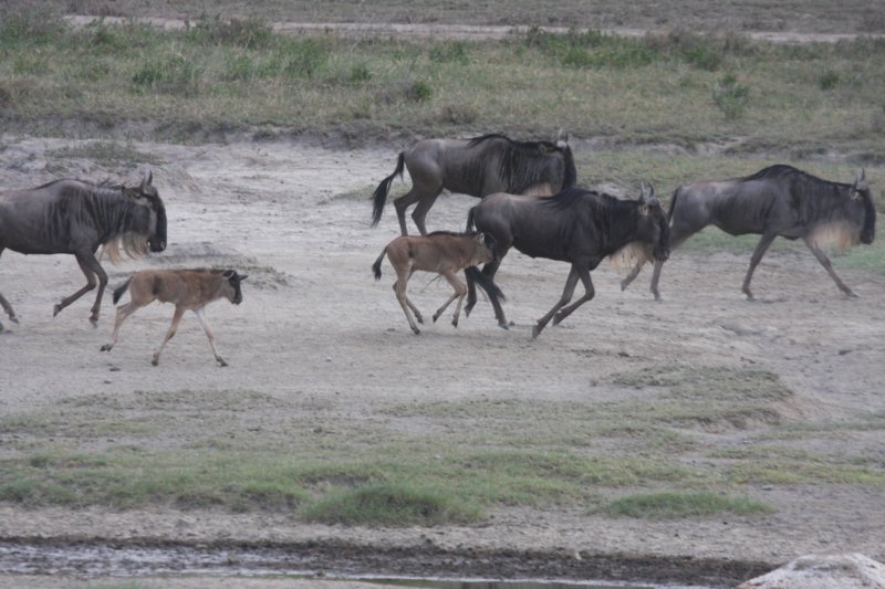 Africa 2008  the great migration