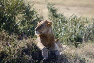 g3/93/478393/3/55396259.Lion.jpg