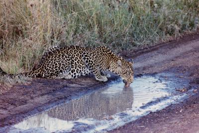 leopard drinking serengeti