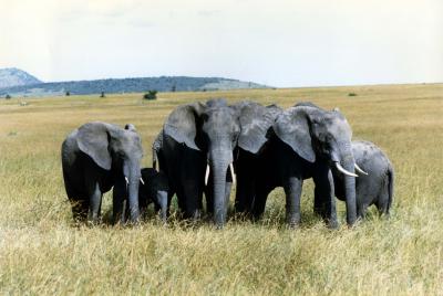 elephants serengeti