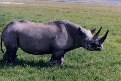 rhino  the crater
