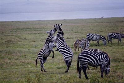 zebras  lake manyara
