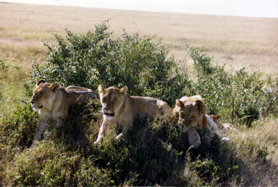 safari