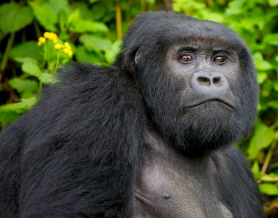 rwanda_gorillas