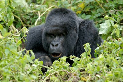 rwanda 2008 same
