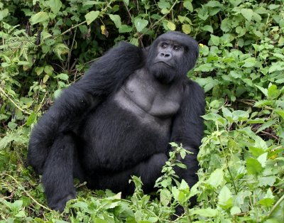 rwanda 2008 kwitonda group