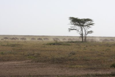 Africa 2008 migration
