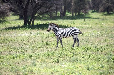 Africa 2008 stripes