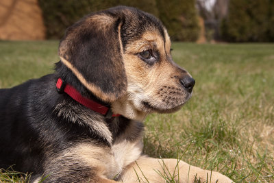 Guarding the backyard.