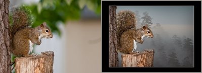 buildmans-squirrel.jpg