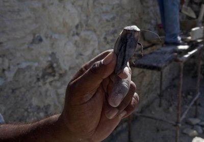 Calakmul Cocaracha