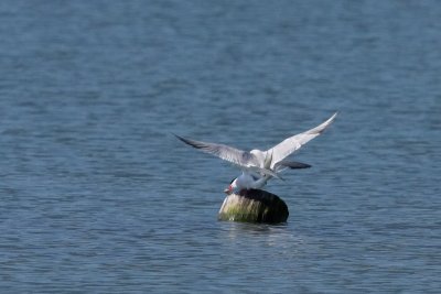 Common Tern