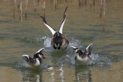 Great Crested Grebe