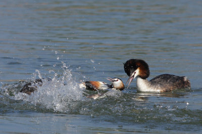 Great Crested Grebe