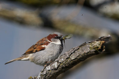 House Sparrow, male
