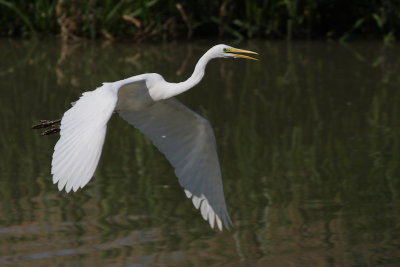 Great Egret