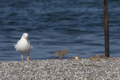 Yellow-legged gull