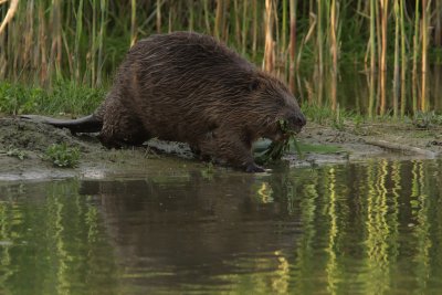 Beaver