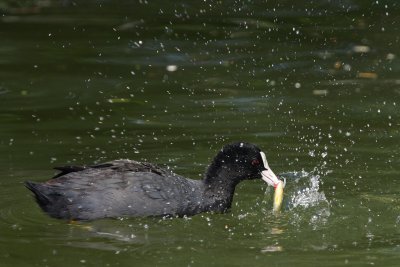 Coot, with dead fish