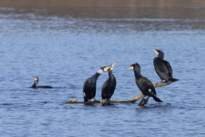 Cormorant