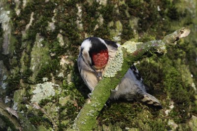 Lesser Spotted Woodpecker