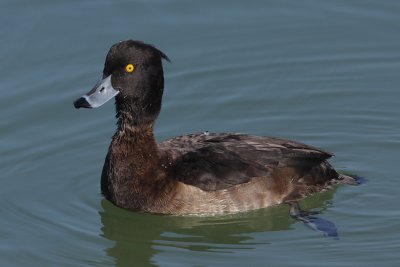 Tufted Duck, female