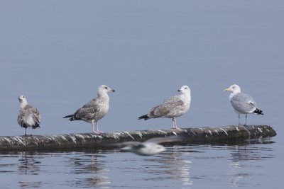 Herring Gull