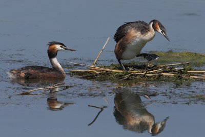 Great Crested Grebe