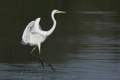Great Egret