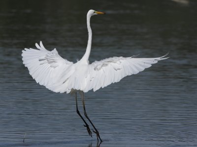 Great Egret