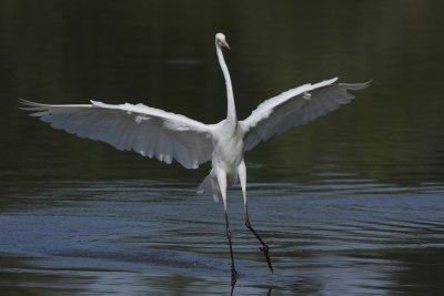 Great Egret